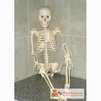 Скелет Артёма из серии Собери и познай человеческое тело.