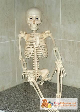 Скелет Артёма из серии Собери и познай человеческое тело.
