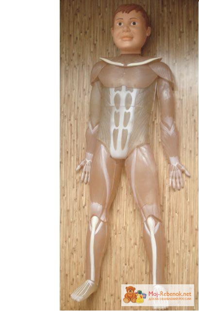 Фото 2. Скелет Артёма из серии Собери и познай человеческое тело.